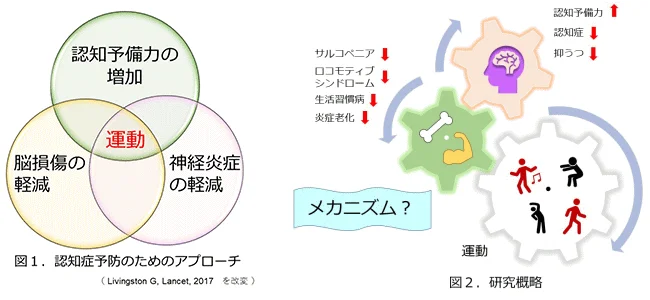 図1 認知症予防のためのアプローチ